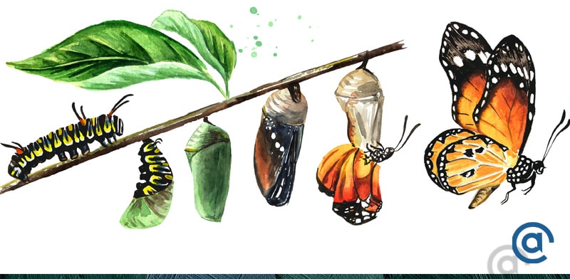 Shows the progresion of a caterpillar to a butterfly